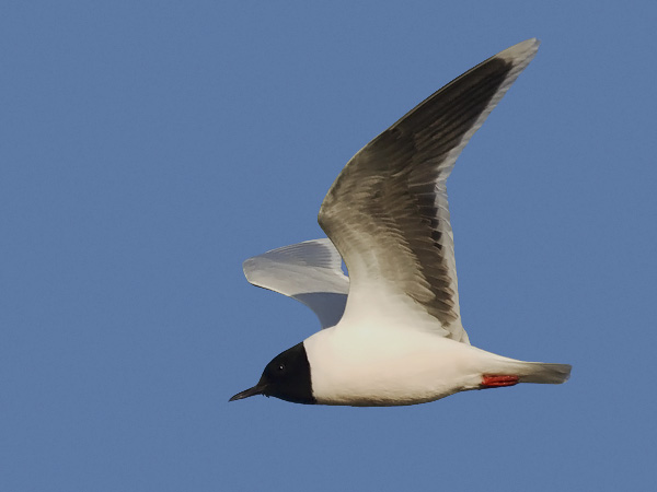 Pikkulokki, Little Gull, Hydrocoloeus minutus